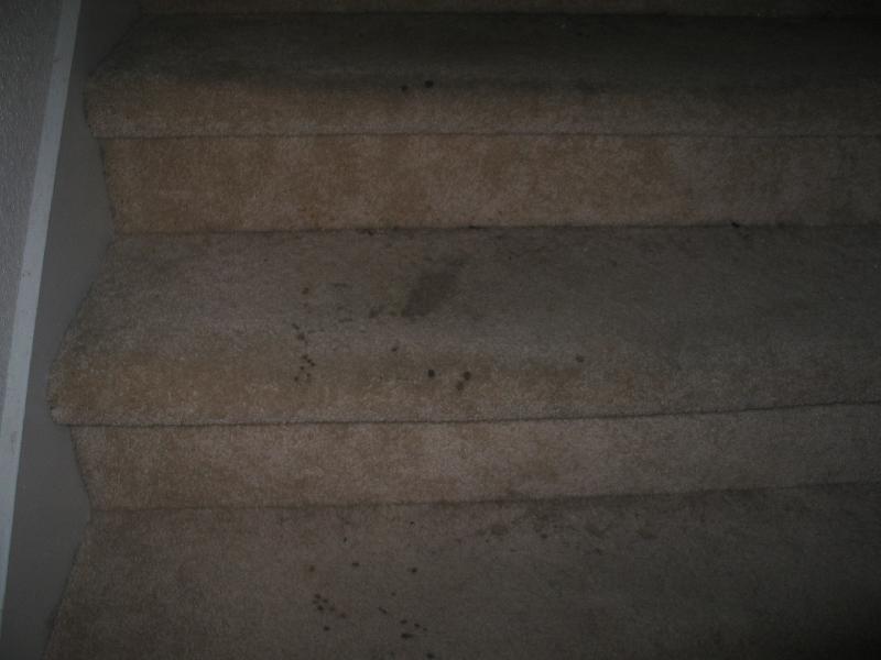 stains on carpet on stairs