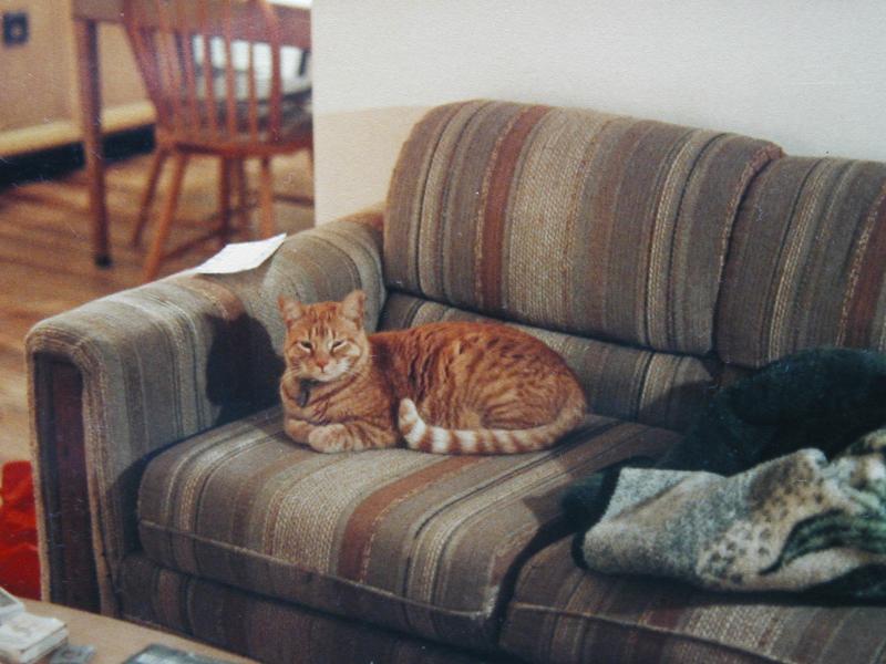 Mao sitting on the sofa in our apartment. 
