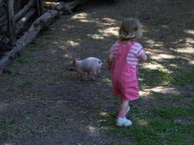 Jordan chasing piglets