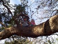 Travis and Jordan climbing a tree