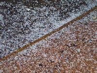 Closeup of pea-marble size hail