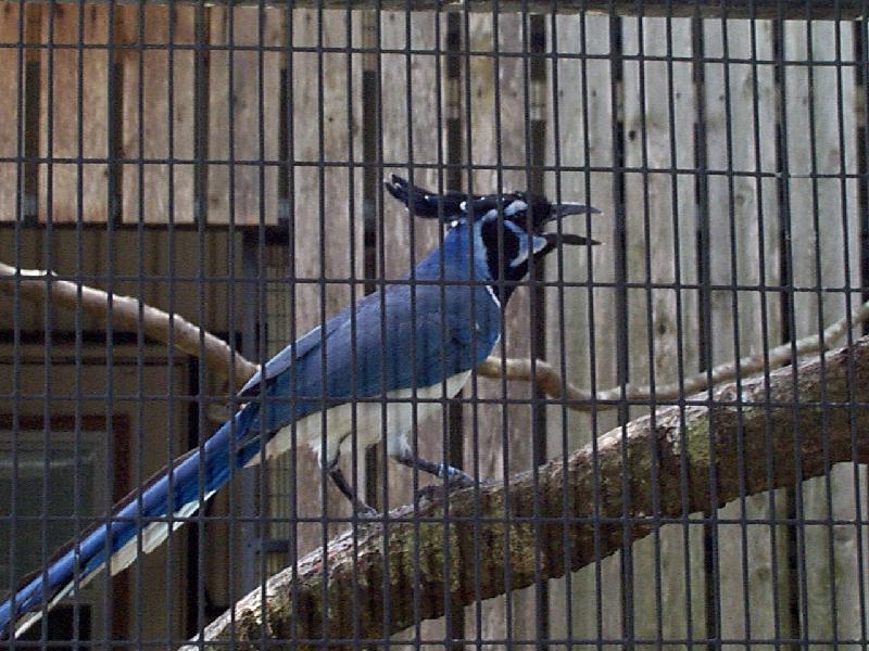 Big ol blue bird