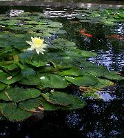 Lily Pond at the Zoo