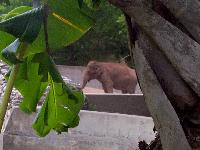 'baby' elephant taking a dirt bath