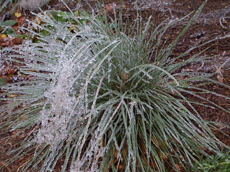 Ice coated grass