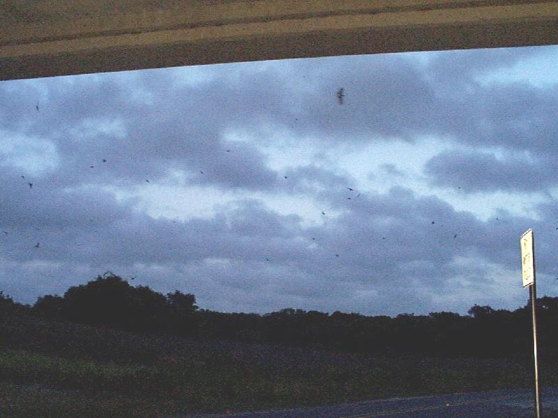 cliff swallows at dusk