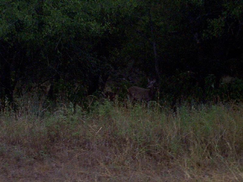 some whitetails at dusk