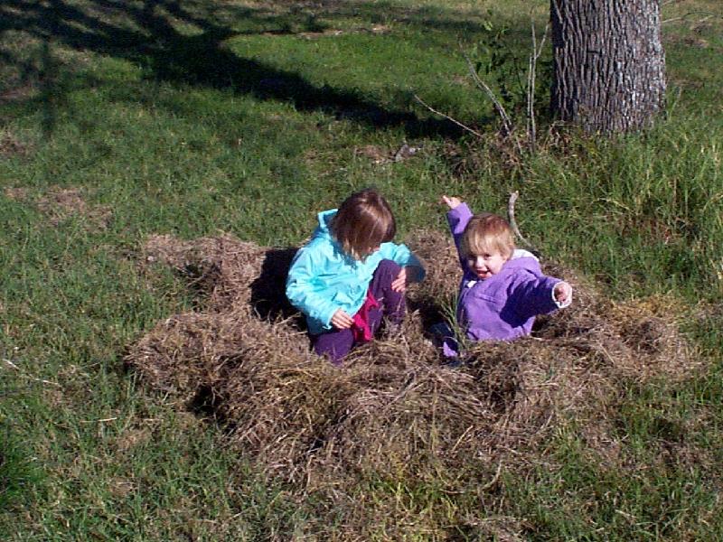 building a nest with grass