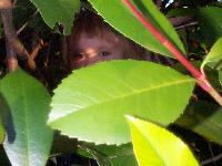Jada playing in the bushes