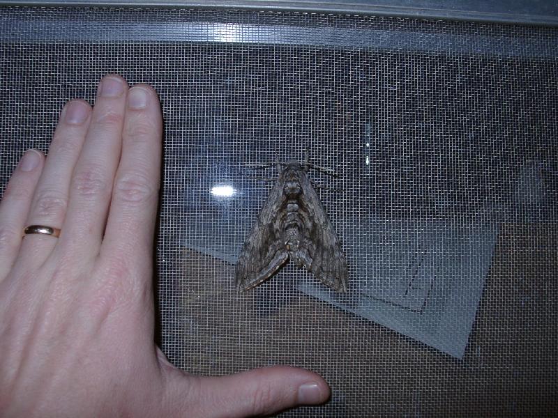 A REALLY big moth
