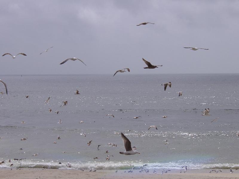Lotsa seagulls