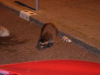 Street Raccoon