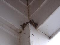 The Hotel in Fort Davis - baby swallows