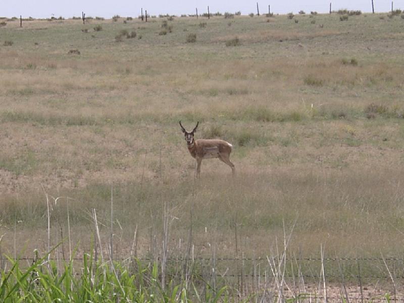 Another pronghorn