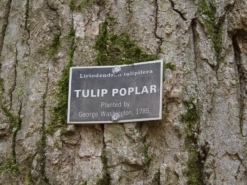 a Tulip Poplar, plated by George himself