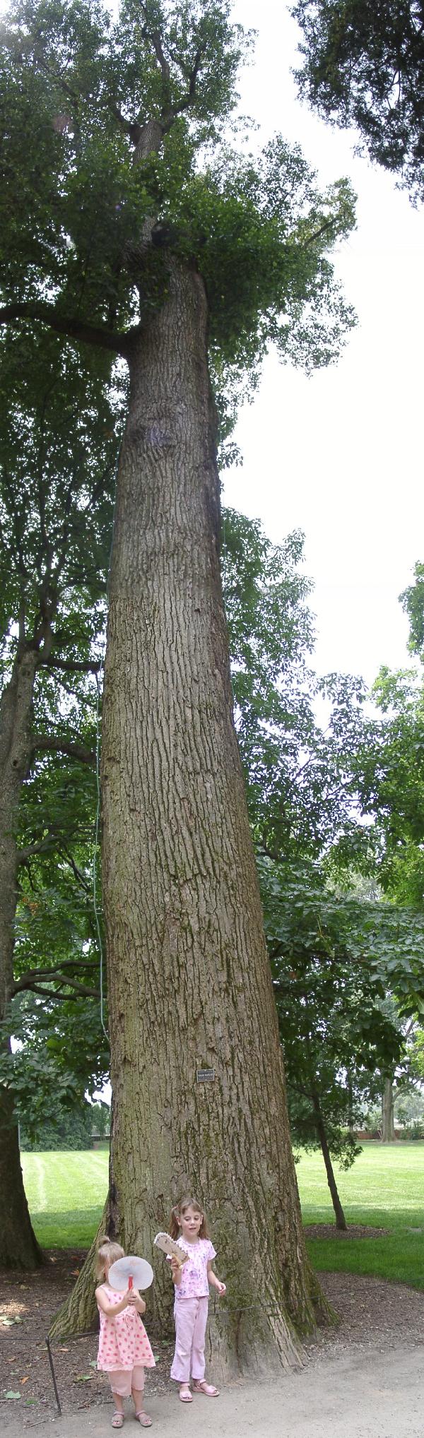 a vertical panorama of that very old tulip poplar
