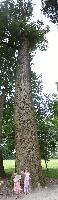 a vertical panorama of that very old tulip poplar