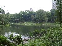 A nice view of a lake in Central Park