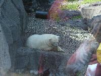 That was a HUGE polar bear. Jordan and Jada were a little scared.
