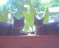 Kitties in the window