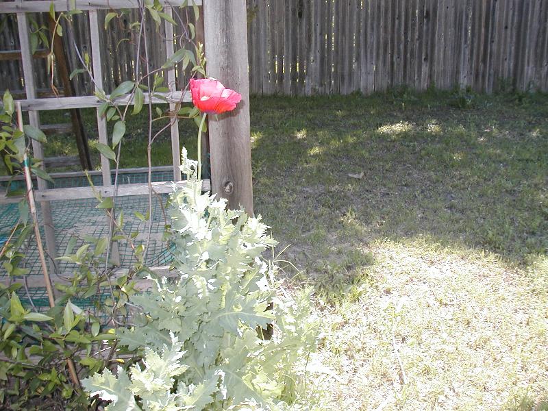 Jada took a picture of our first poppy of the year