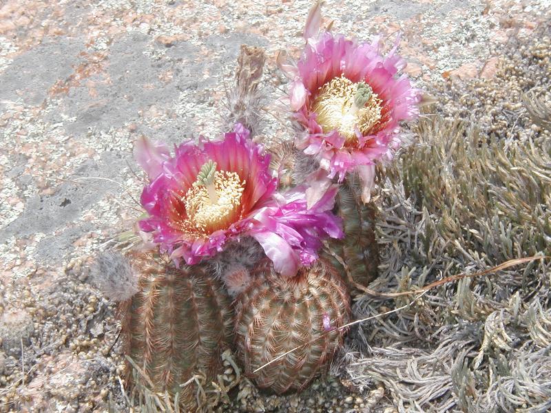 Lovely barrel cactus flowers