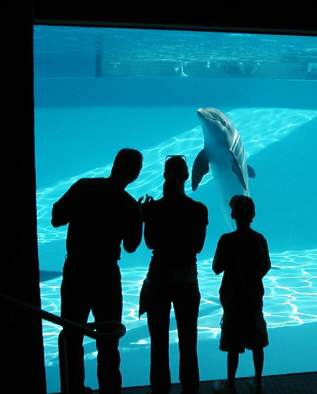 watching the dolphin show from underwater