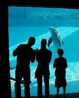 watching the dolphin show from underwater