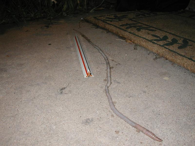 Another picture of the large worm