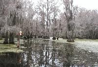 Ghostly Swamp Cypress