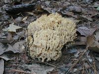 Interesting fungus