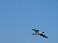 seagull photos
