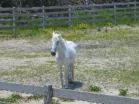 used-to-be-wild ponies of Ocracoke