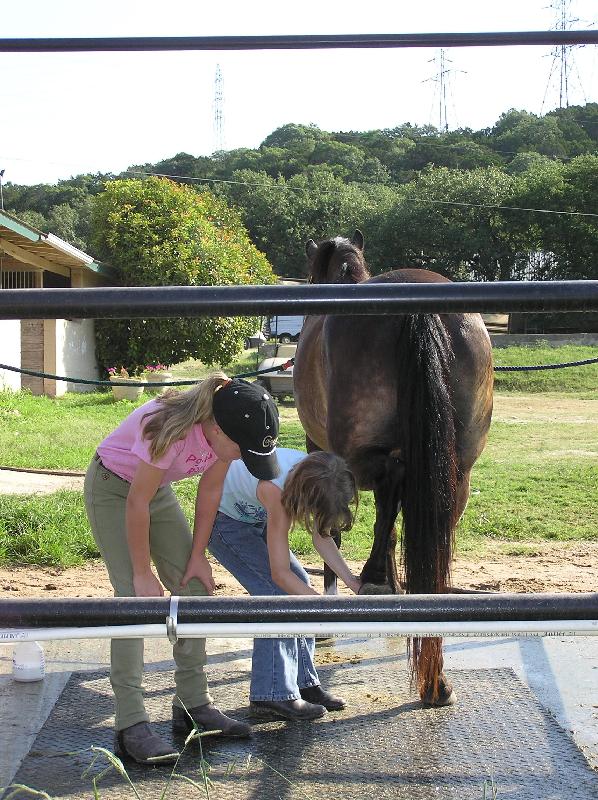 girls cleaning hoofs
