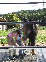 girls cleaning hoofs