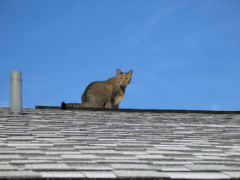 Leo on the roof
