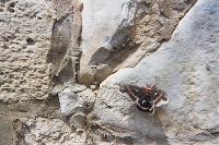 Another picture of the moth
