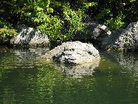 turtles on a rock