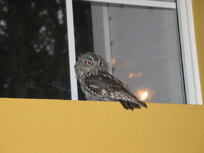 An owl got into the house

