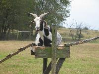 elevated goat
