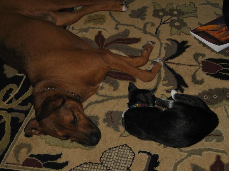 Dogs and Cats living together