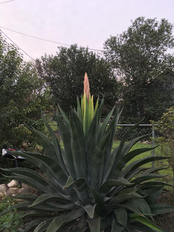 Agave in the neighborhood just starting to send up a sprout
