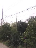 Agave spire, much taller than it was 15 days ago 