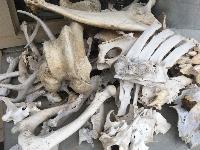 Bone collection 