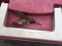 When hummingbirds get into the garage, they get confused by the skylight and never escape.  