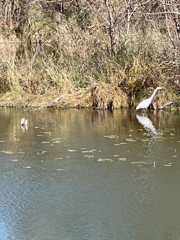 Egret on the Guadalupe. Great trail along the river in Kerrville. 

