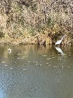 Egret on the Guadalupe. Great trail along the river in Kerrville. 
