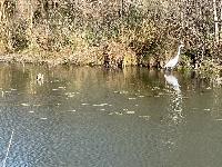 This egret was difinitely on the hunt. We didn't see them suceeed. 
