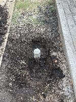 July 23 2022 - drain line in back yard <br/> 