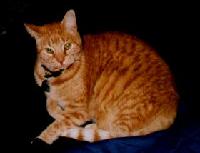 Our cat, Mao. He was a snuggle bunny for sure. 